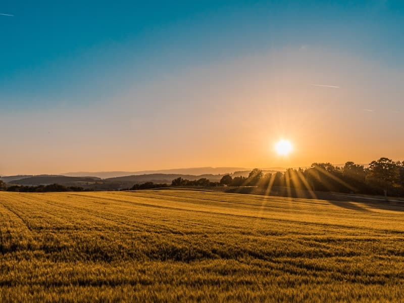 Golden organic farmland at sunrise