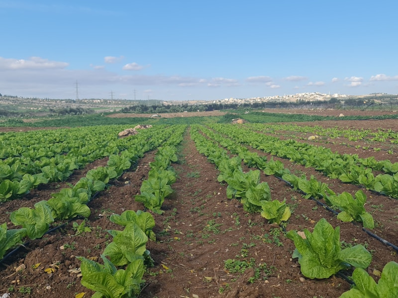 Neat rows of different crops demonstrating crop rotation in practice