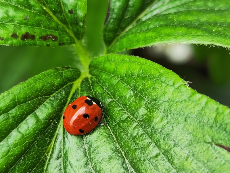 Ladybug on a green leaf representing natural biological pest control