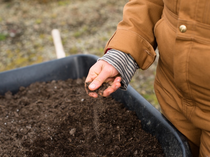 Hands holding rich dark fertile soil teeming with organic matter and life