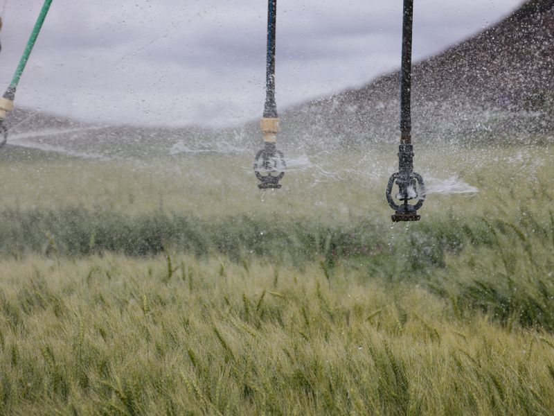 Drip irrigation system delivering water efficiently to crop roots in an organic farm